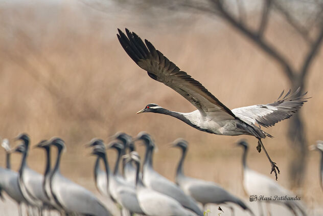 A Beautiful Demoiselle Crane Taking Flight - Kostenloses image #478047